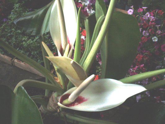 Flor do Pacová | Flora Nativa Paisagismo e Design Floral